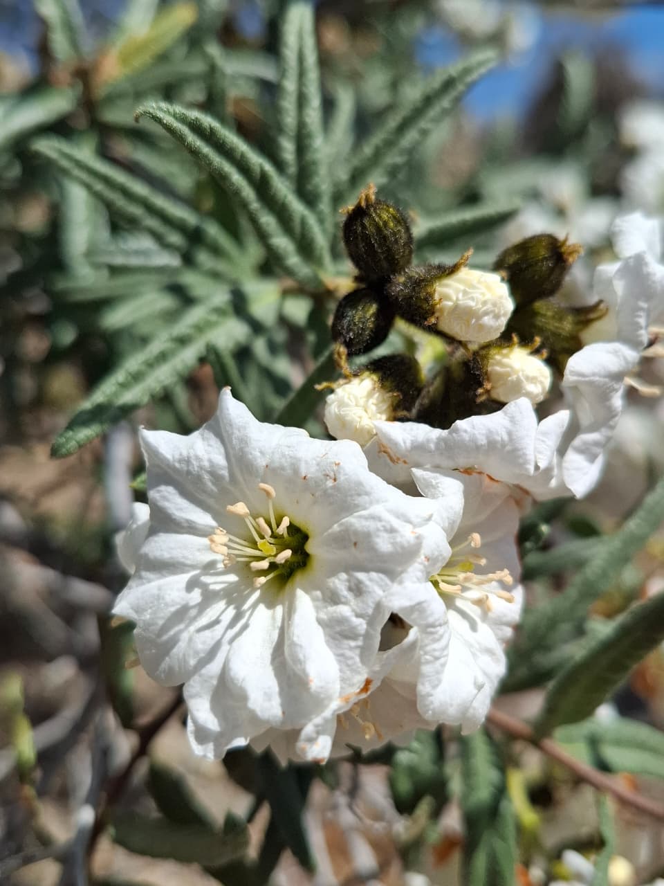 Carbonillo
